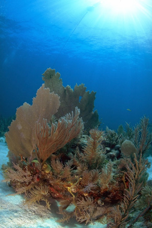 Caribbean Coral Photo